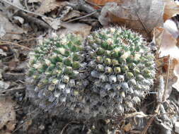 Image of Mammillaria karwinskiana subsp. karwinskiana