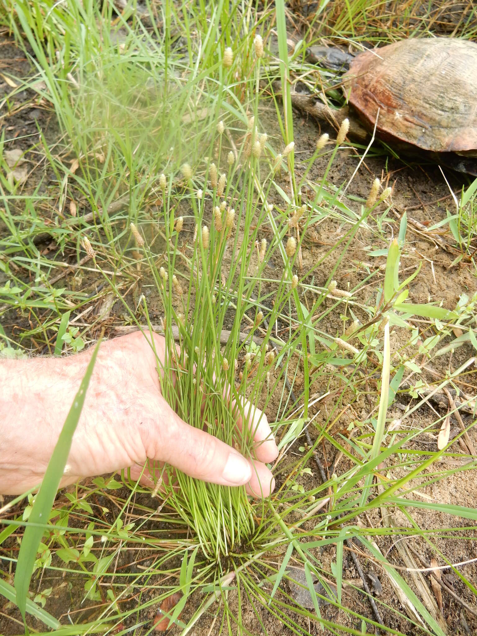 Image of Engelmann's Spike-Rush