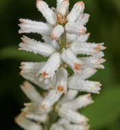 Image of white colicroot