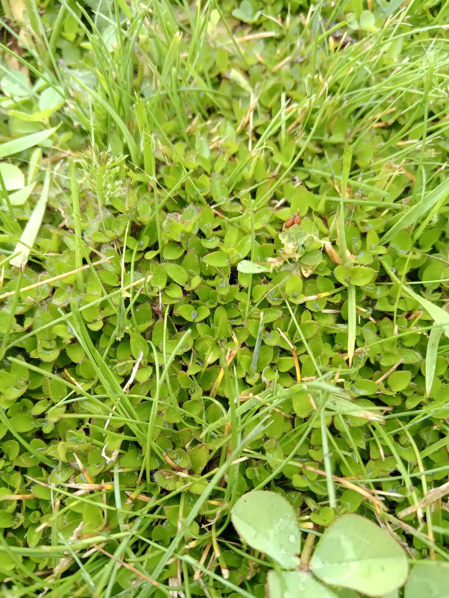 Plancia ëd Leptostigma setulosum (Hook. fil.) Fosberg