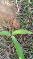 Image of Cynorkis purpurea (Thouars) Kraenzl.