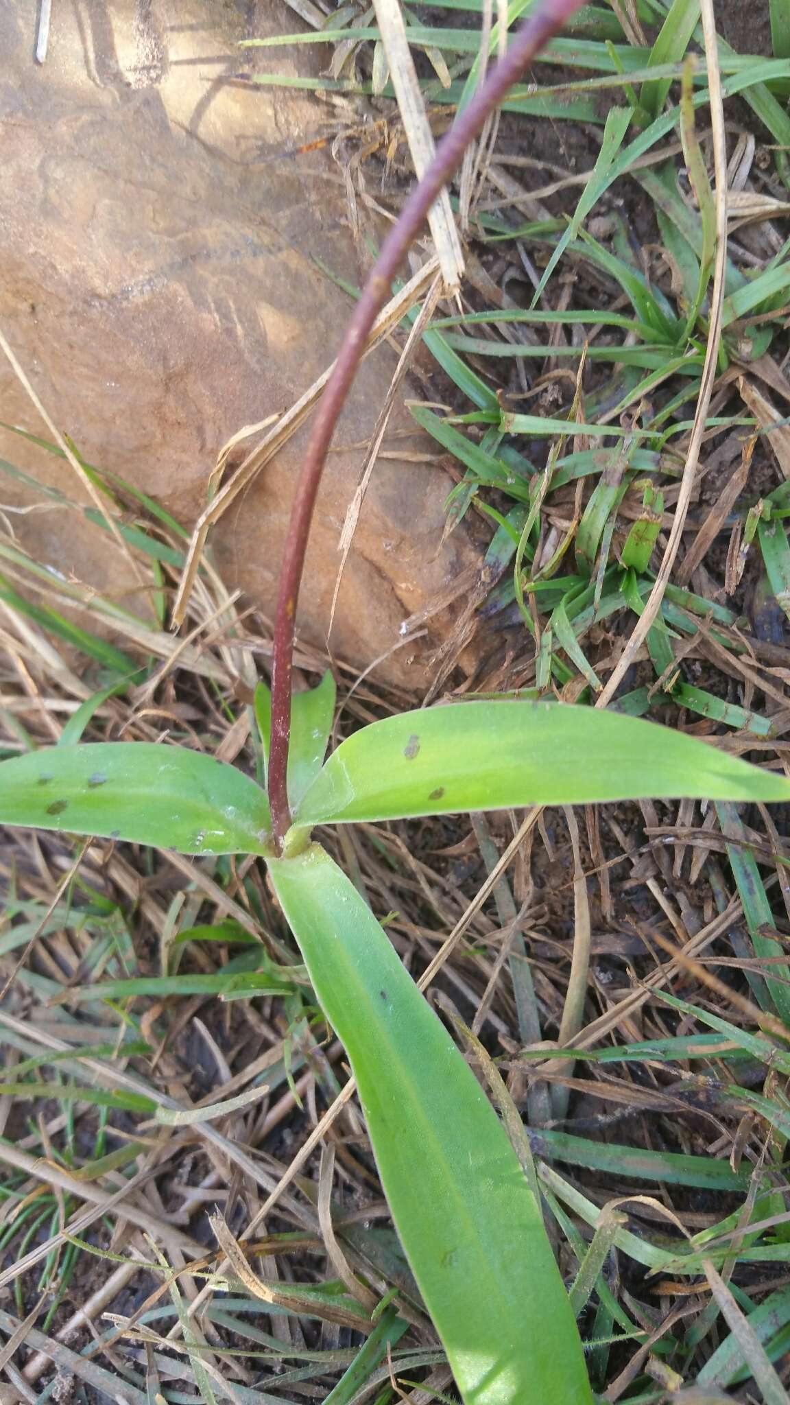 Image of Cynorkis purpurea (Thouars) Kraenzl.