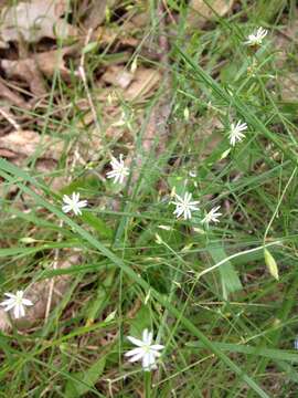 صورة Stellaria graminea L.