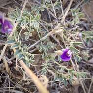 Imagem de Astragalus sesquiflorus S. Wats.