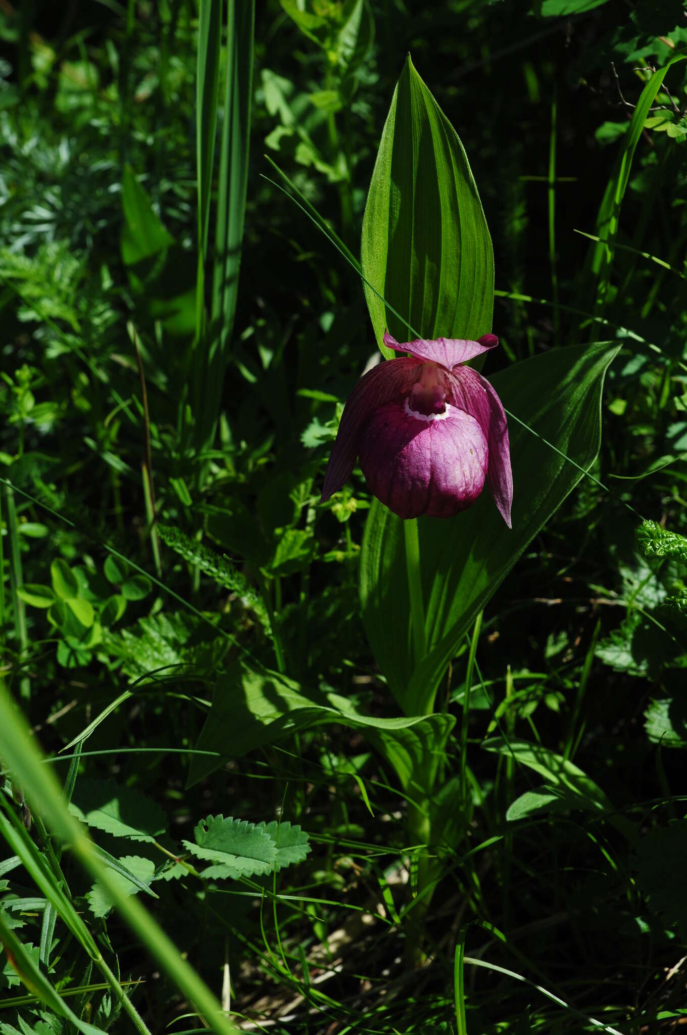 Image of Large-flowered Cypripedium