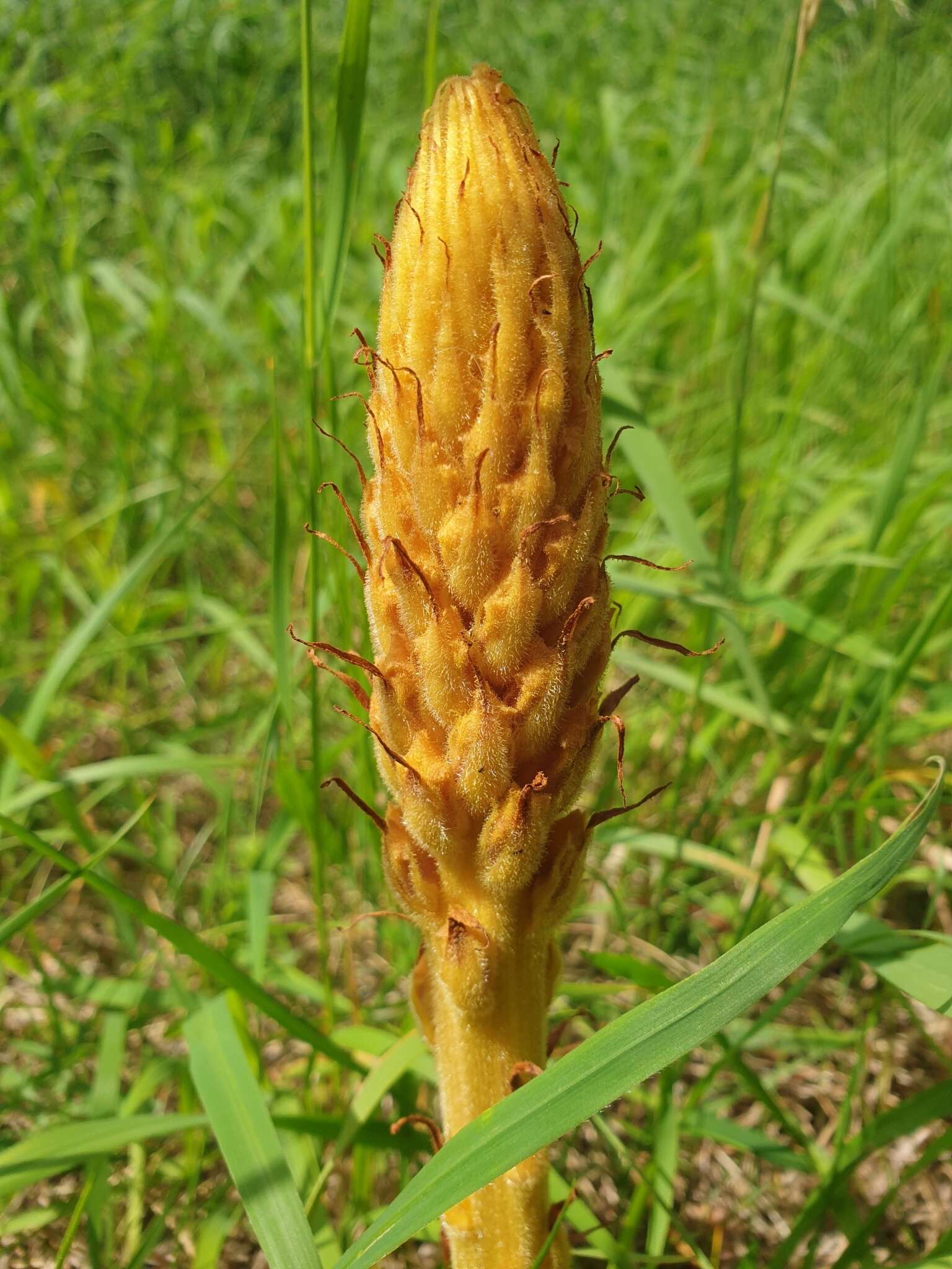 Imagem de Orobanche elatior Sutton