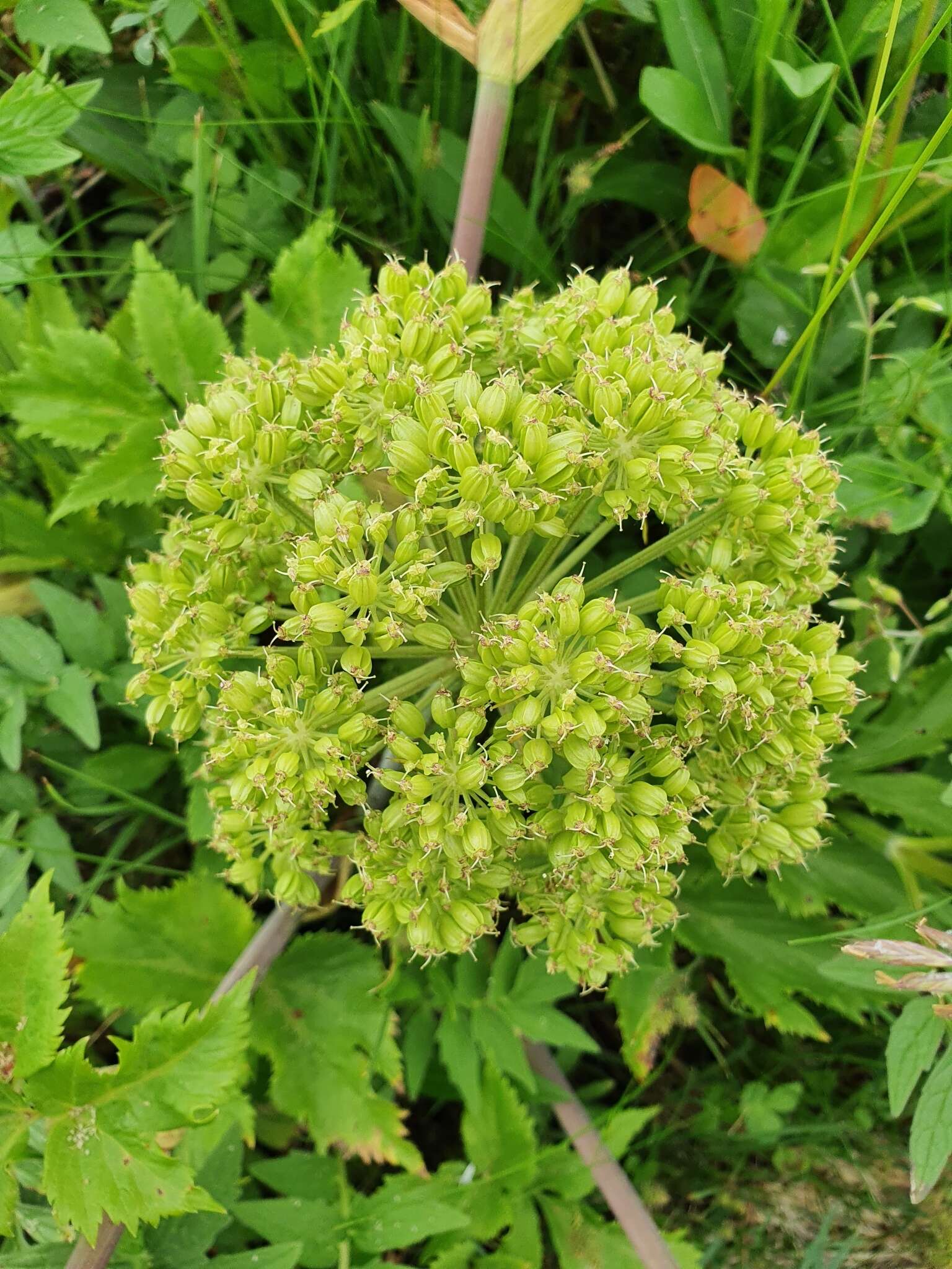 Angelica archangelica subsp. litoralis (Fries) Thell. resmi