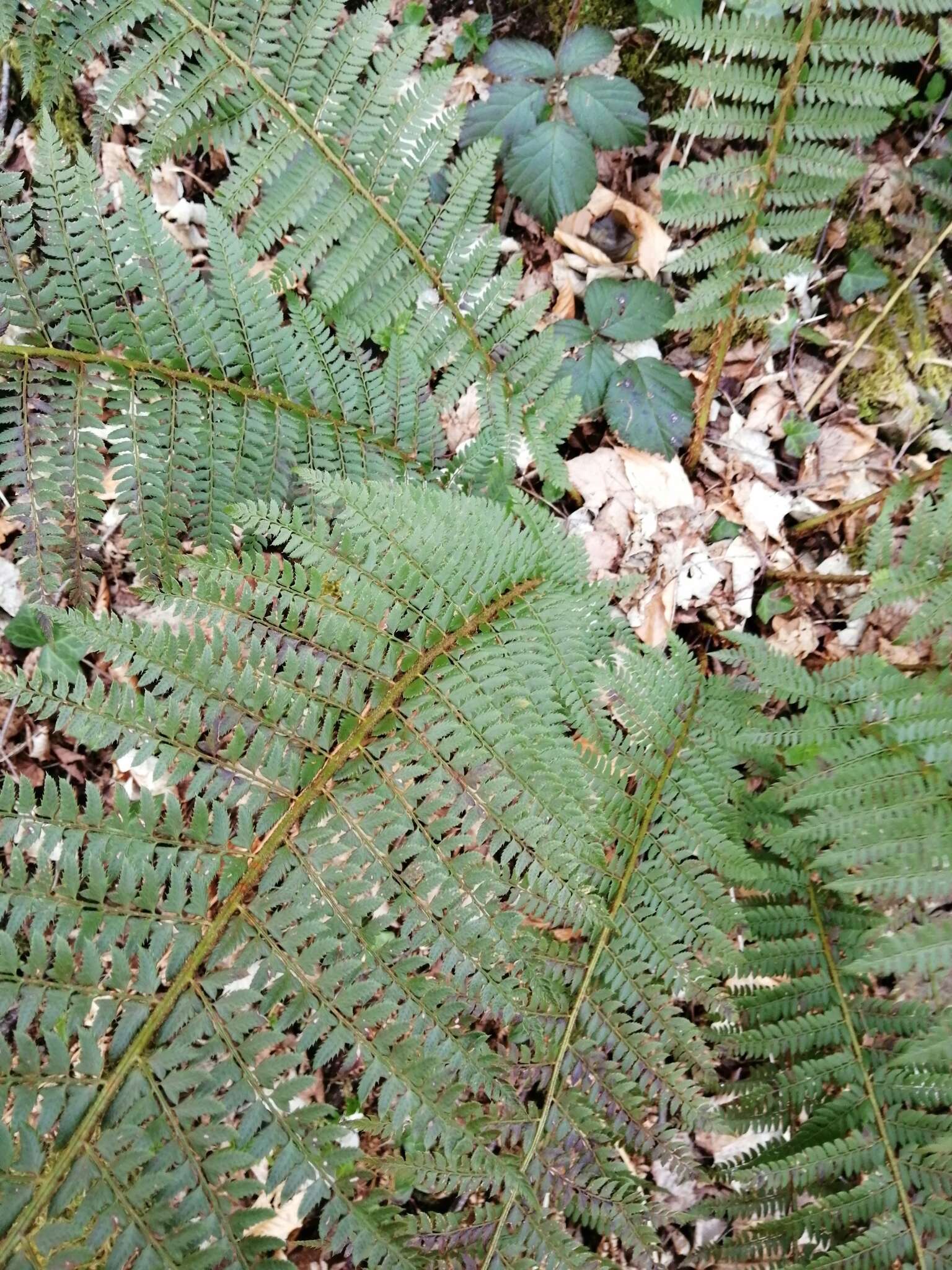 Image of Polystichum bicknellii (Christ) Hahne