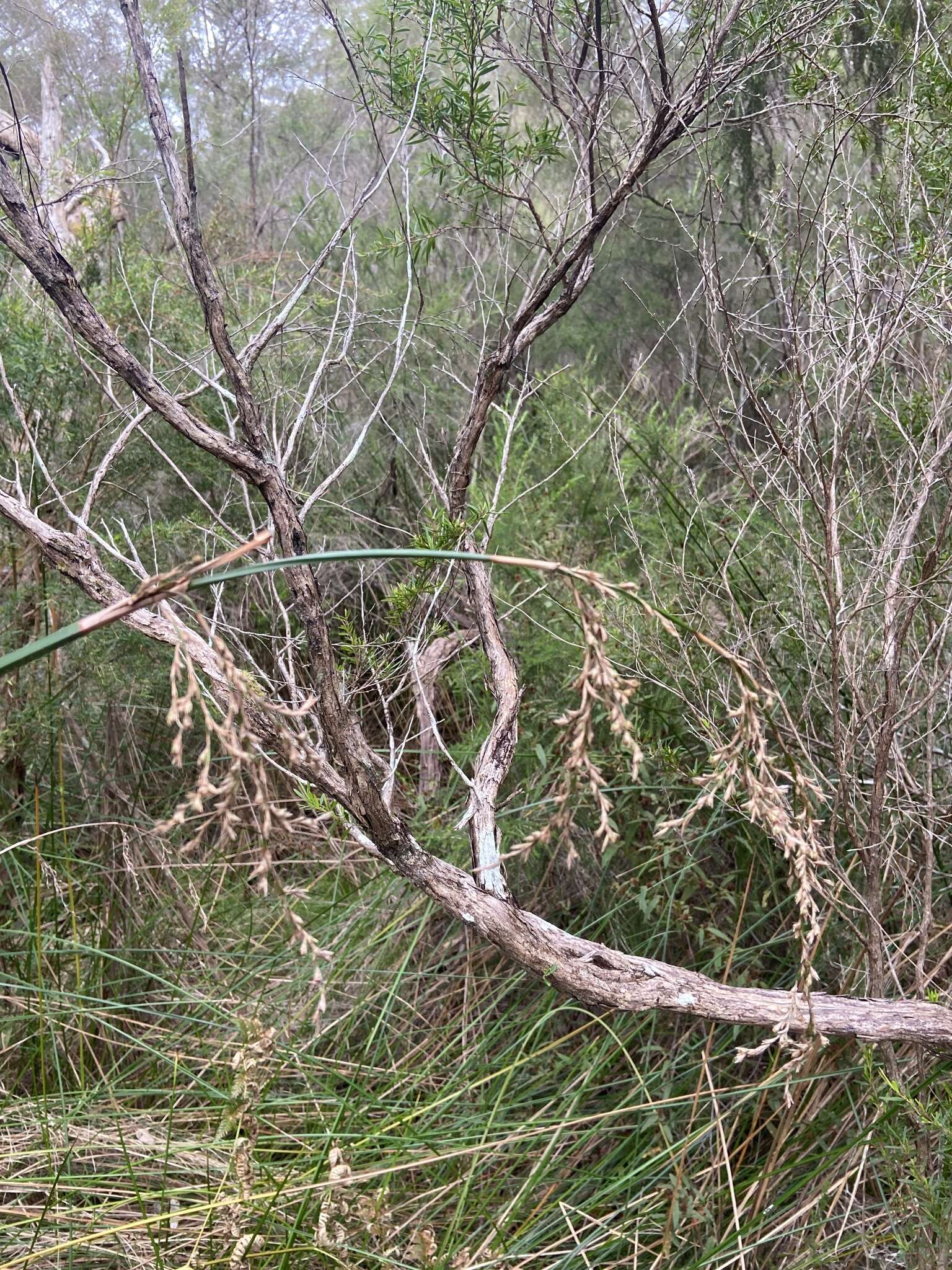 Image of Lepidosperma tetraquetrum Nees