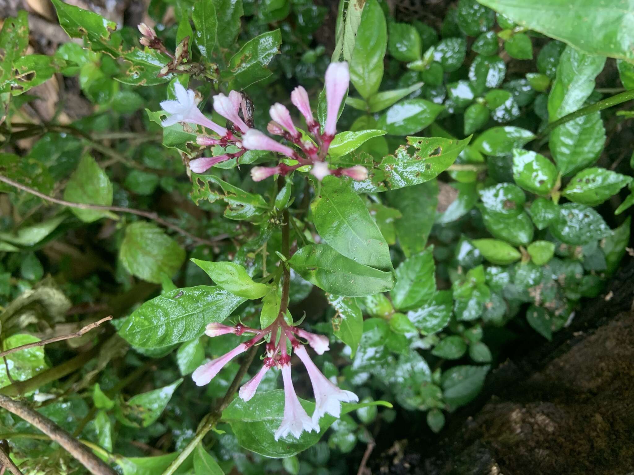 Plancia ëd Ophiorrhiza japonica Blume