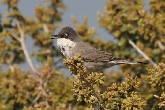 Image de Curruca crassirostris (Cretzschmar 1830)