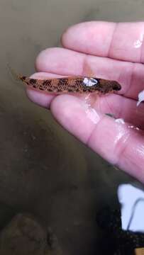 Image of Longfin darter