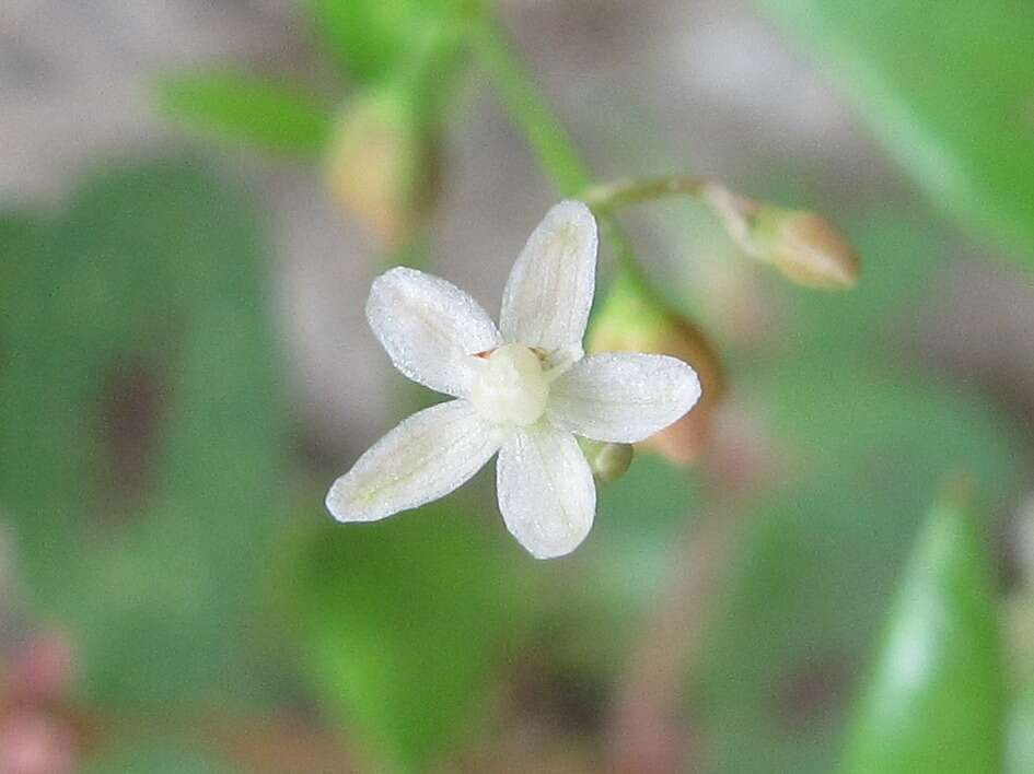 Imagem de Trigastrotheca pentaphylla (L.) Thulin