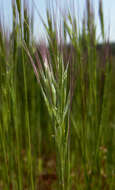 Plancia ëd Vulpia fasciculata (Forssk.) Samp.