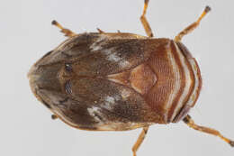 Image de Clastoptera obtusa (Say 1825)