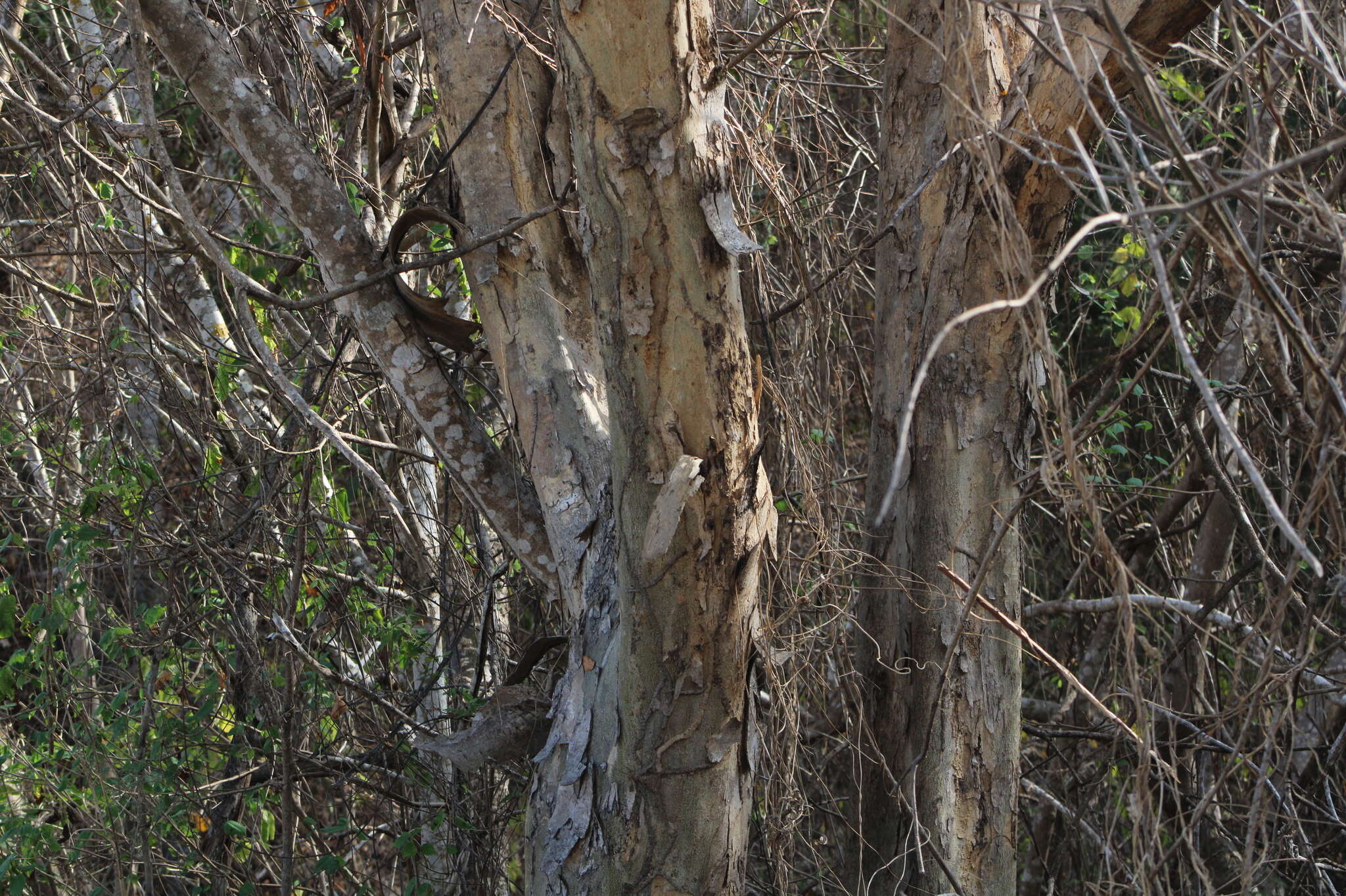 Image of Pterocarpus acapulcensis Rose