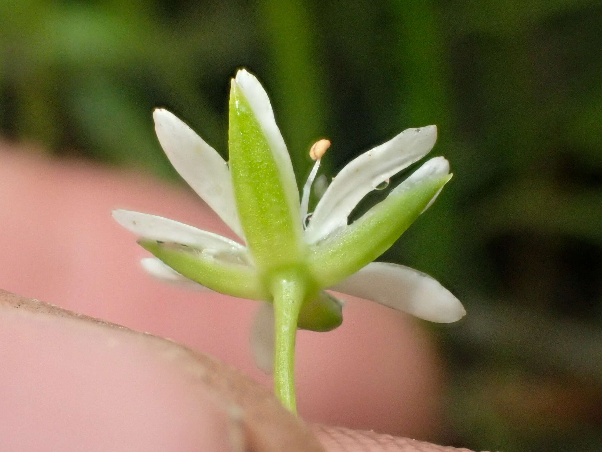 Imagem de Stellaria humifusa Rottb.