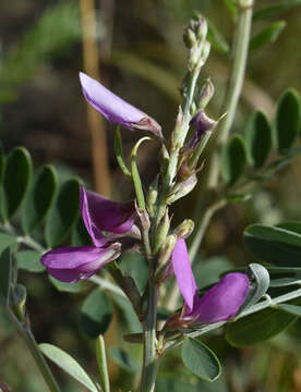 Imagem de Tephrosia astragaloides Benth.