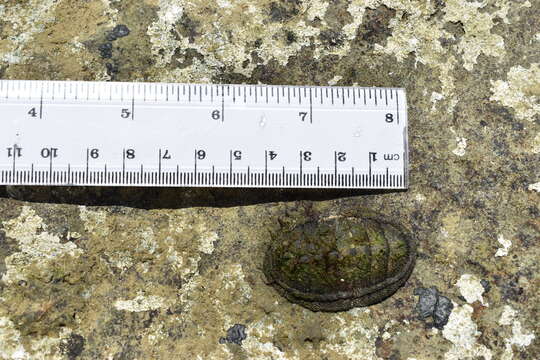 صورة Chiton stokesii Broderip 1832