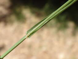 Image of Phleum bertolonii DC.