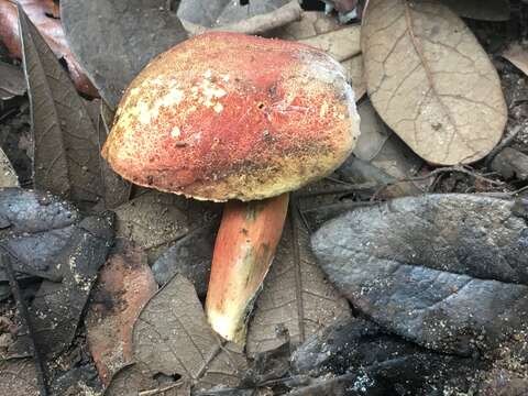 Image of Boletus harrisonii A. H. Sm. & Thiers 1971