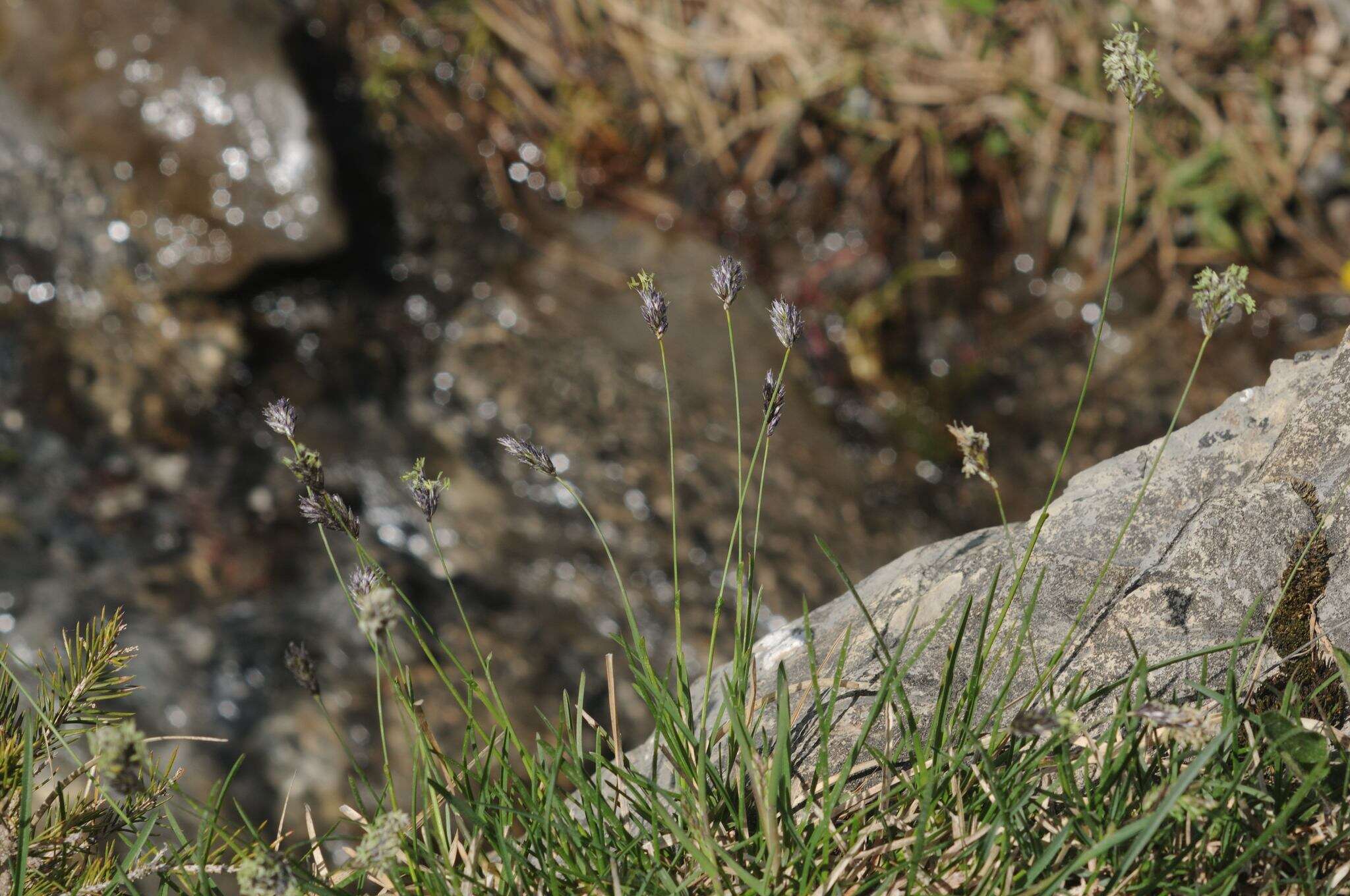 Imagem de Sesleria caerulea (L.) Ard.