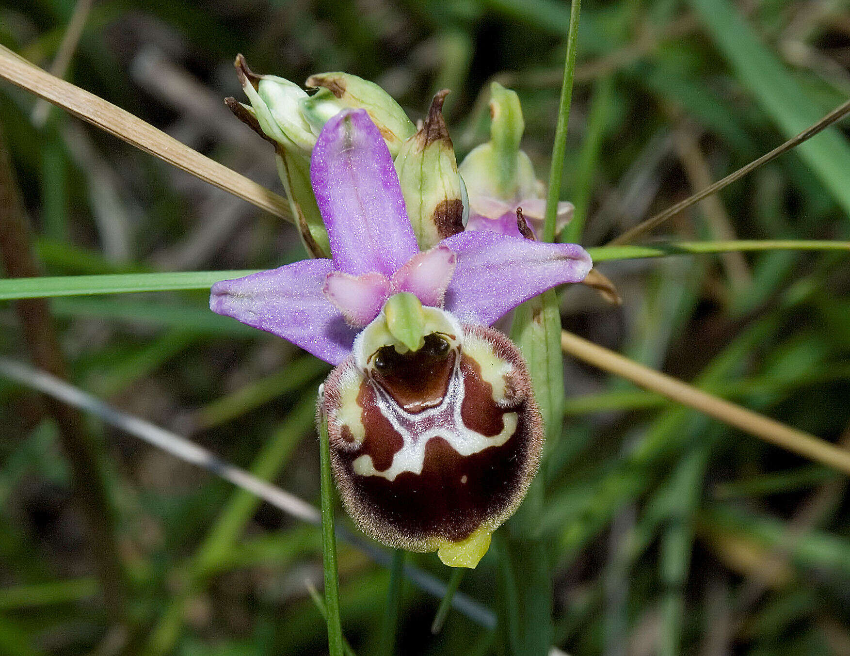 Image of Ophrys fuciflora subsp. fuciflora