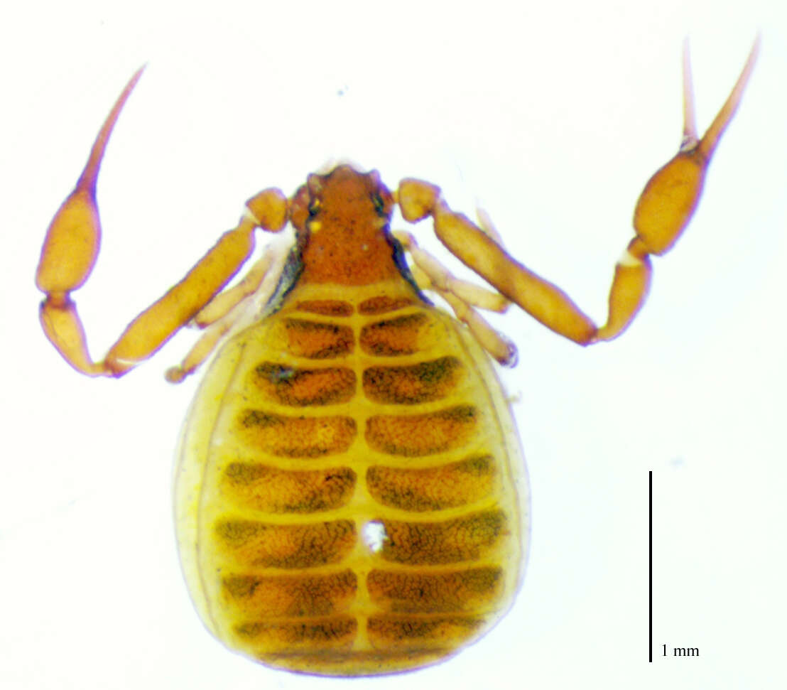 Image of Atoposphyronida Harvey ex Benavides et al. 2019