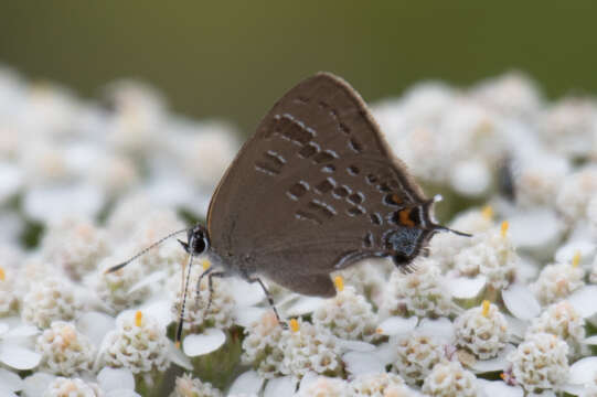 Image of Banded Hairstreak