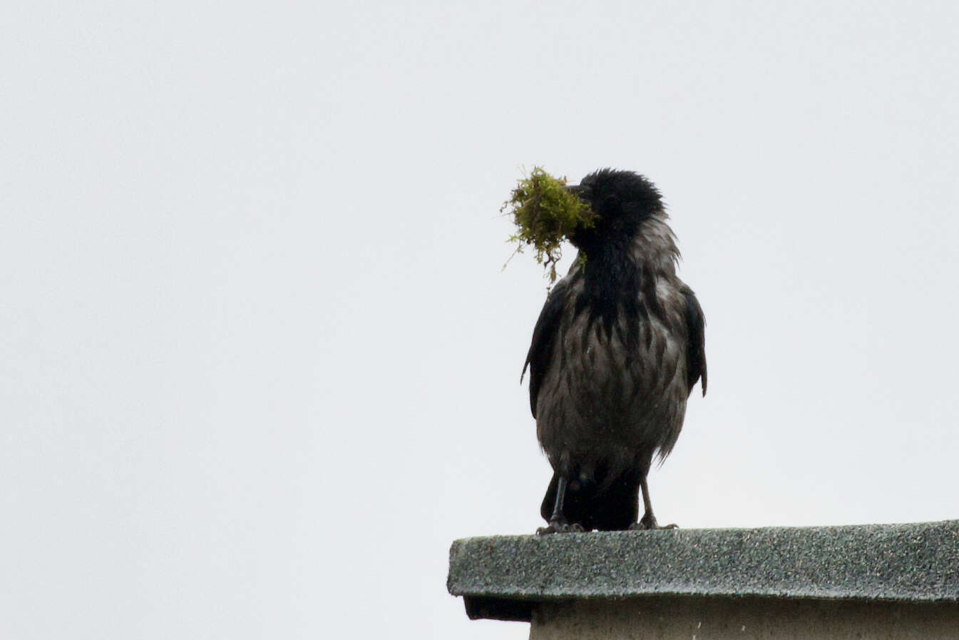 Imagem de Corvus cornix cornix Linnaeus 1758