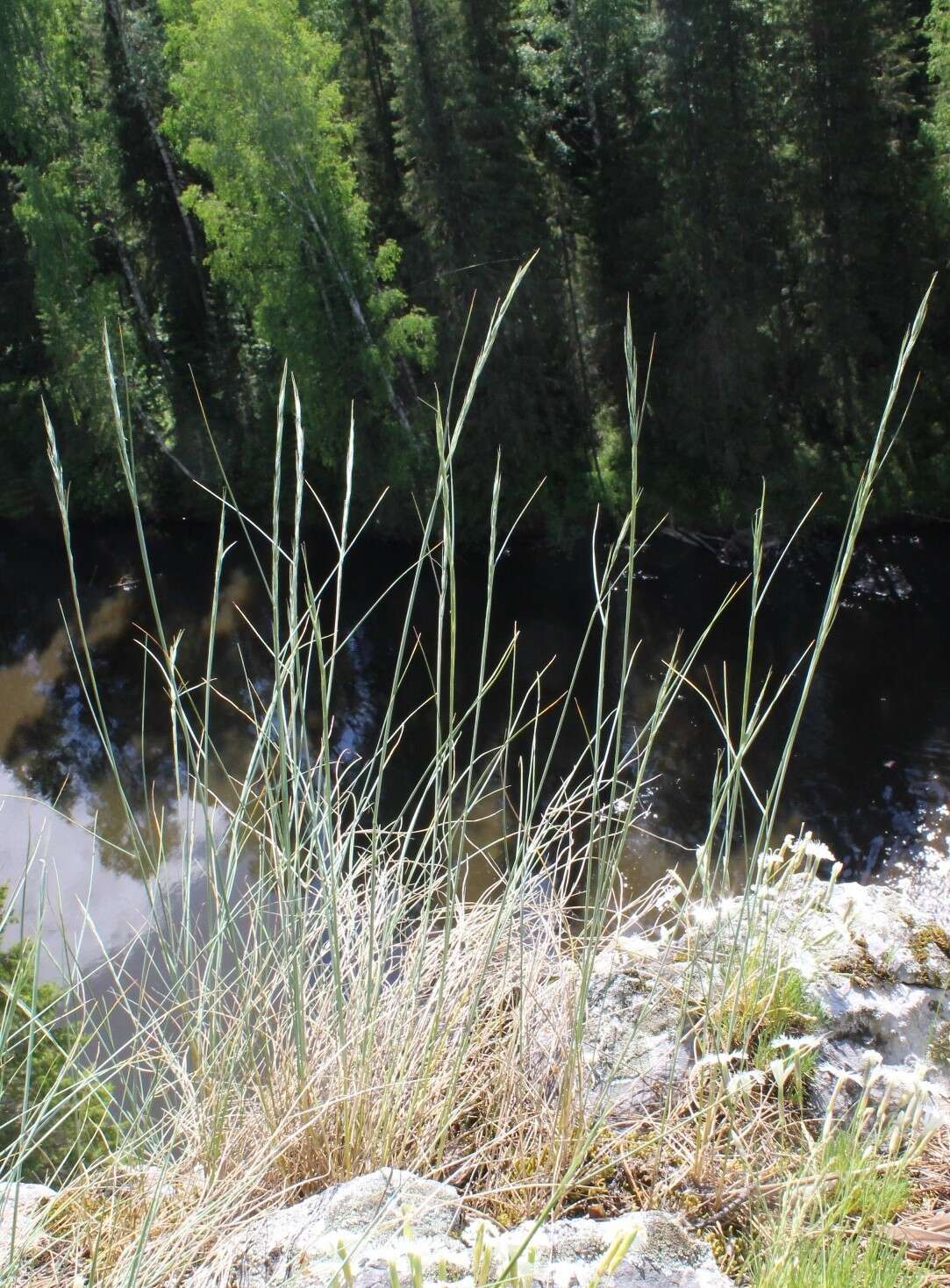 Image of Elymus reflexiaristatus (Nevski) Melderis