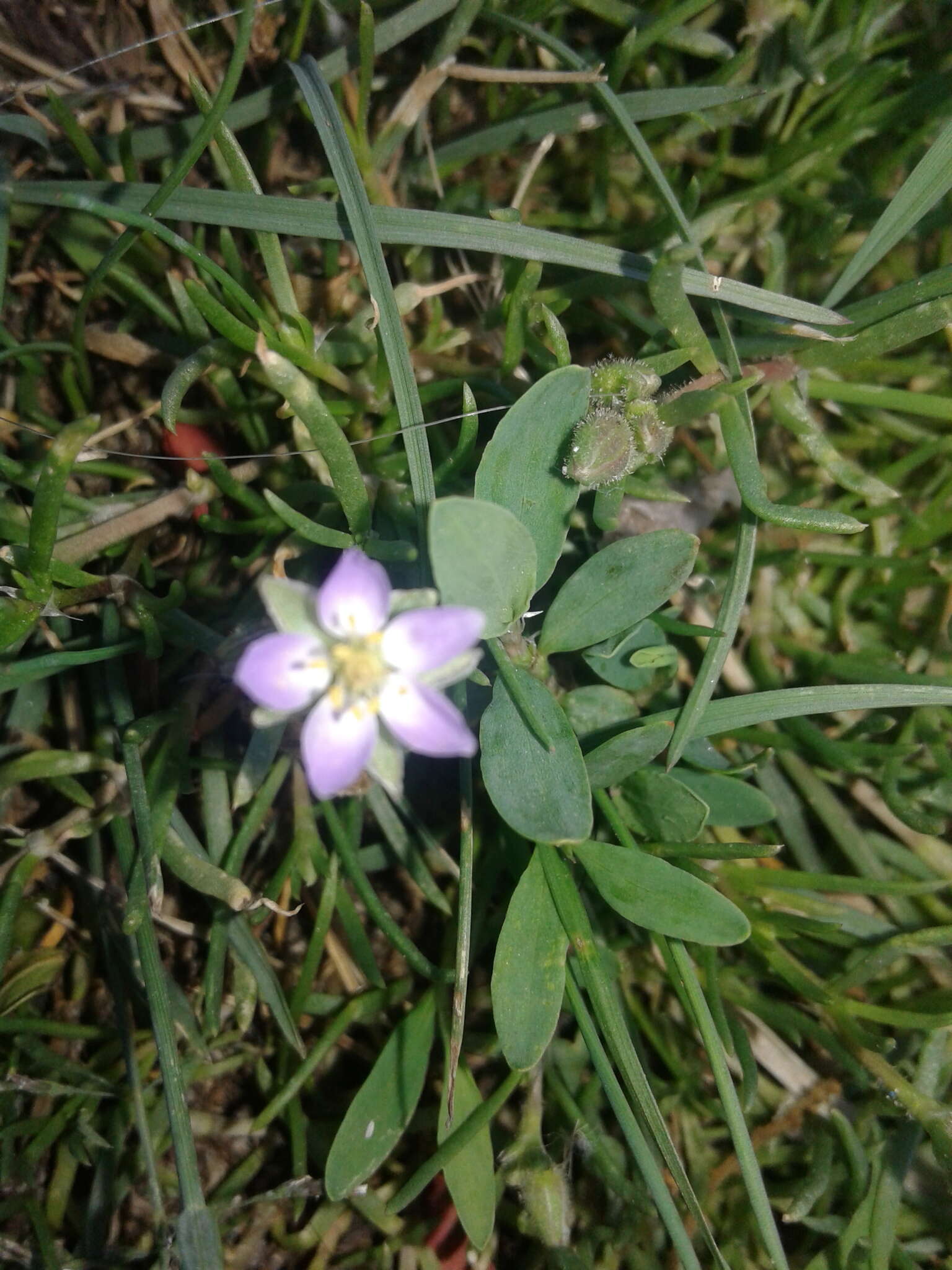 Plancia ëd Spergularia rubra (L.) J. Presl & C. Presl