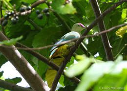 Image of Many-colored Fruit Dove