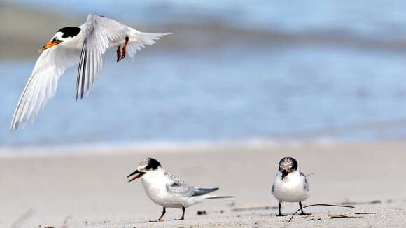 Image of Fairy Tern