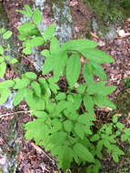 Image de Lonicera canadensis Bartr. ex Marsh.