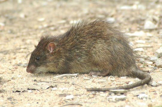 Image of Greater Bandicoot Rat