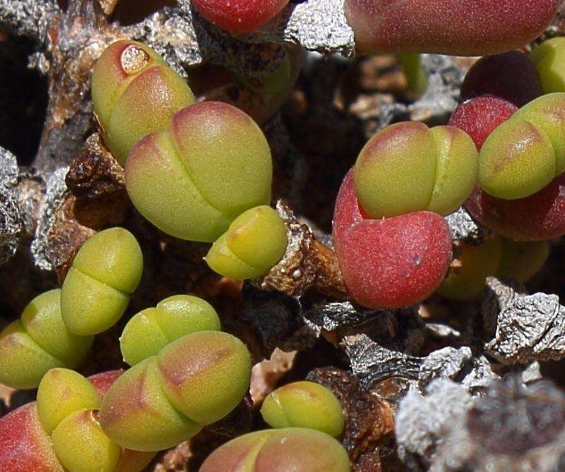 Imagem de Octopoma quadrisepalum (L. Bol.) H. E. K. Hartm.