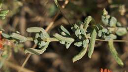 Image of Delosperma multiflorum L. Bol.