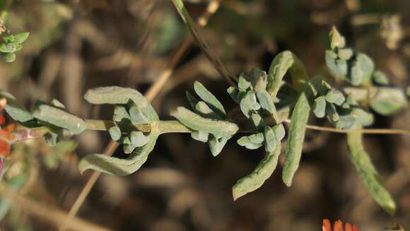 Image of Delosperma multiflorum L. Bol.