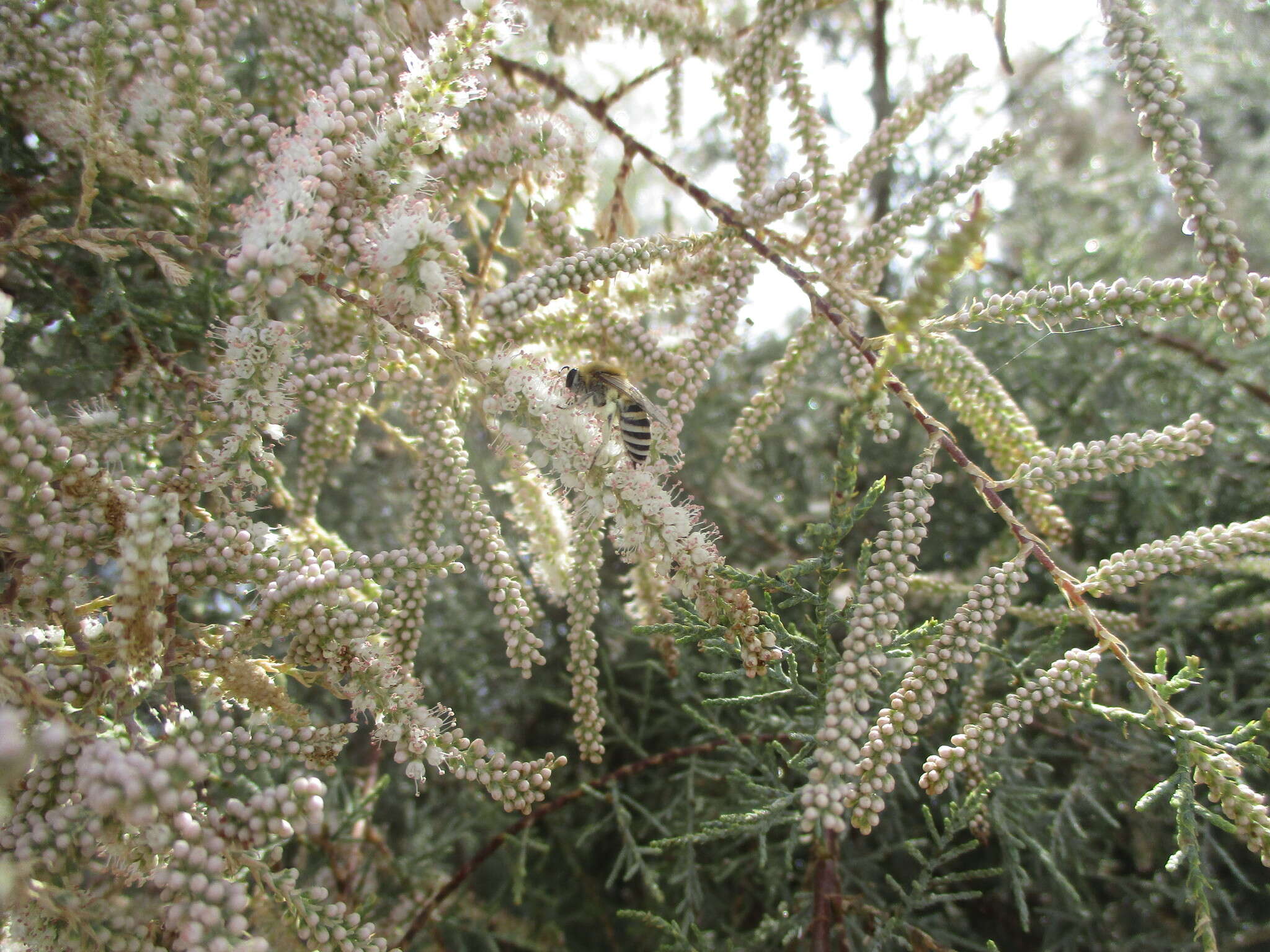 Image of Canary Island tamarisk