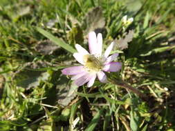 Anemone berlandieri Pritz. resmi