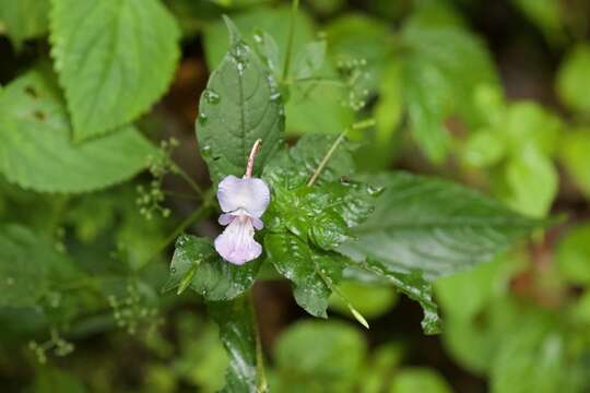 Image of Impatiens puberula DC.