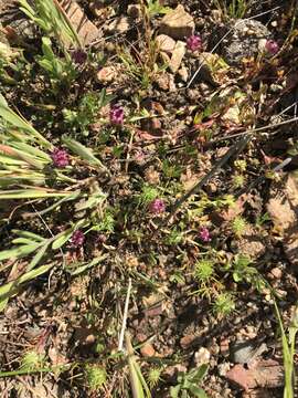 Trifolium depauperatum var. stenophyllum (Nutt.) McDermott的圖片