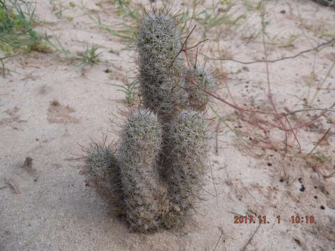 Image of Mammillaria capensis (H. E. Gates) R. T. Craig