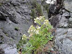 Слика од Potentilla caulescens L.