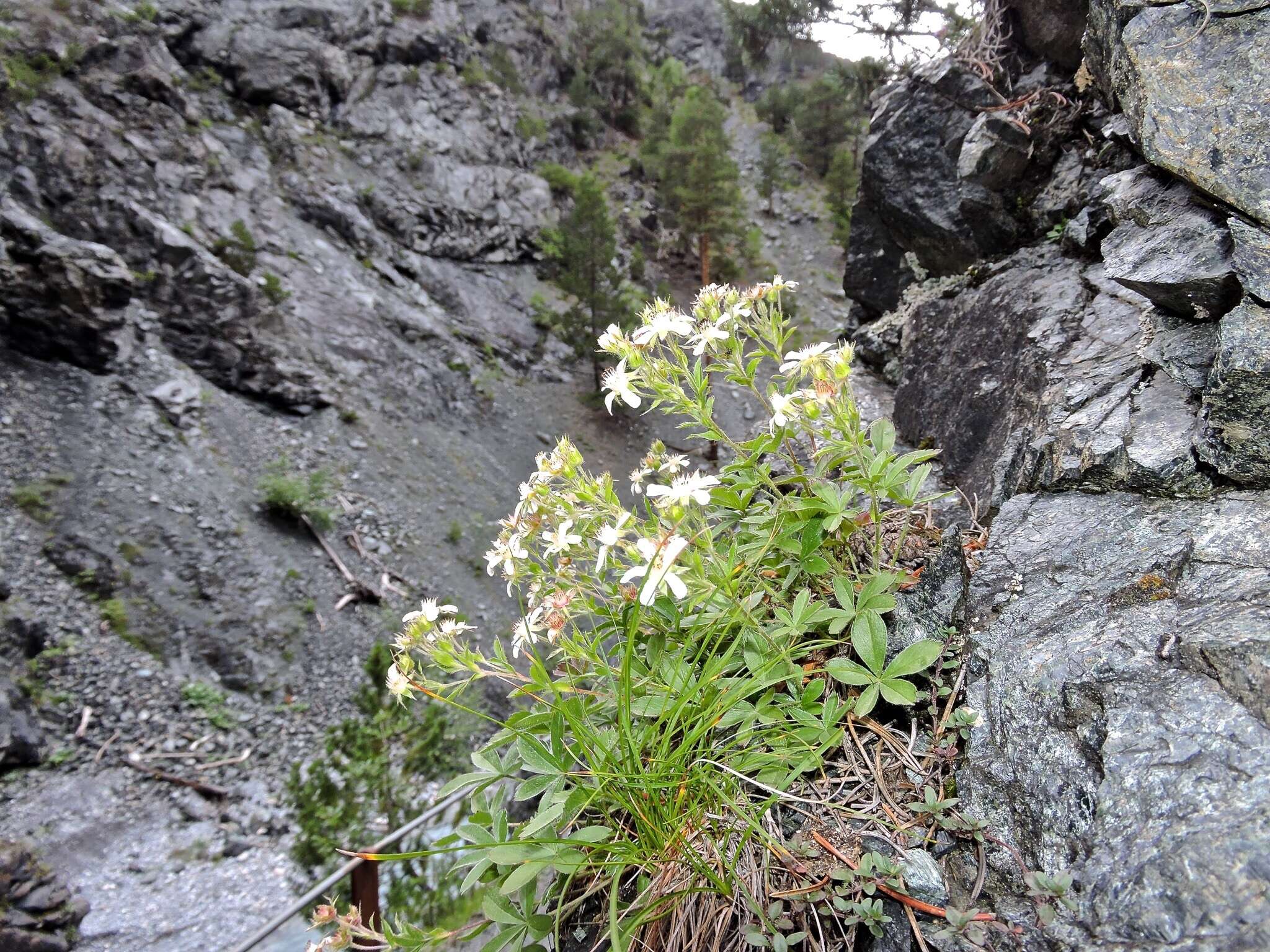 Слика од Potentilla caulescens L.