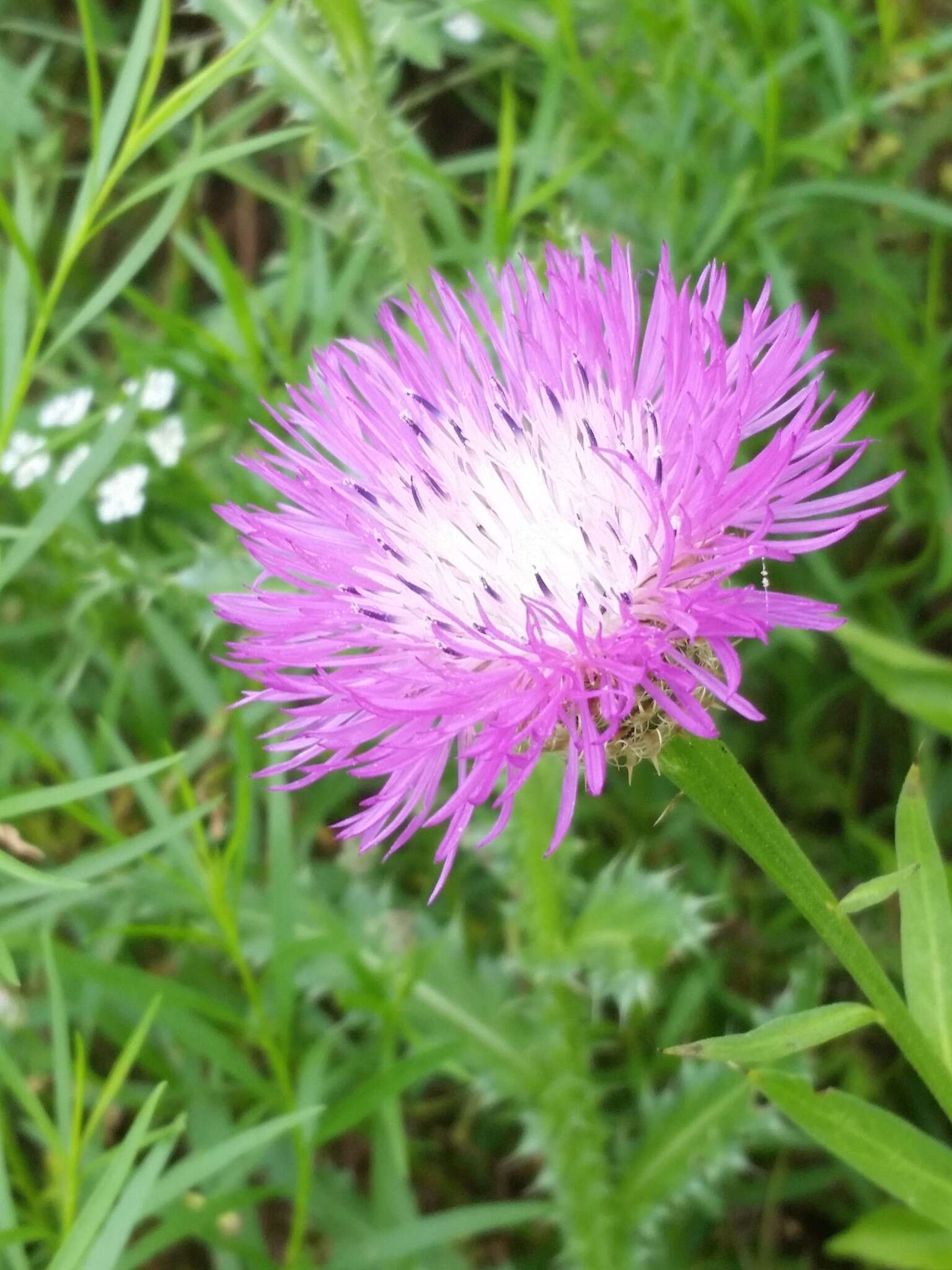 Imagem de Plectocephalus americanus (Nutt.) D. Don