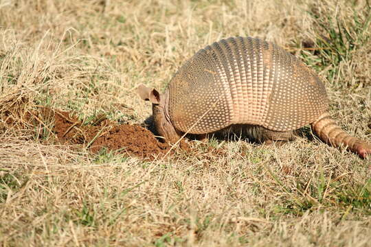 Image of long-nosed armadillos