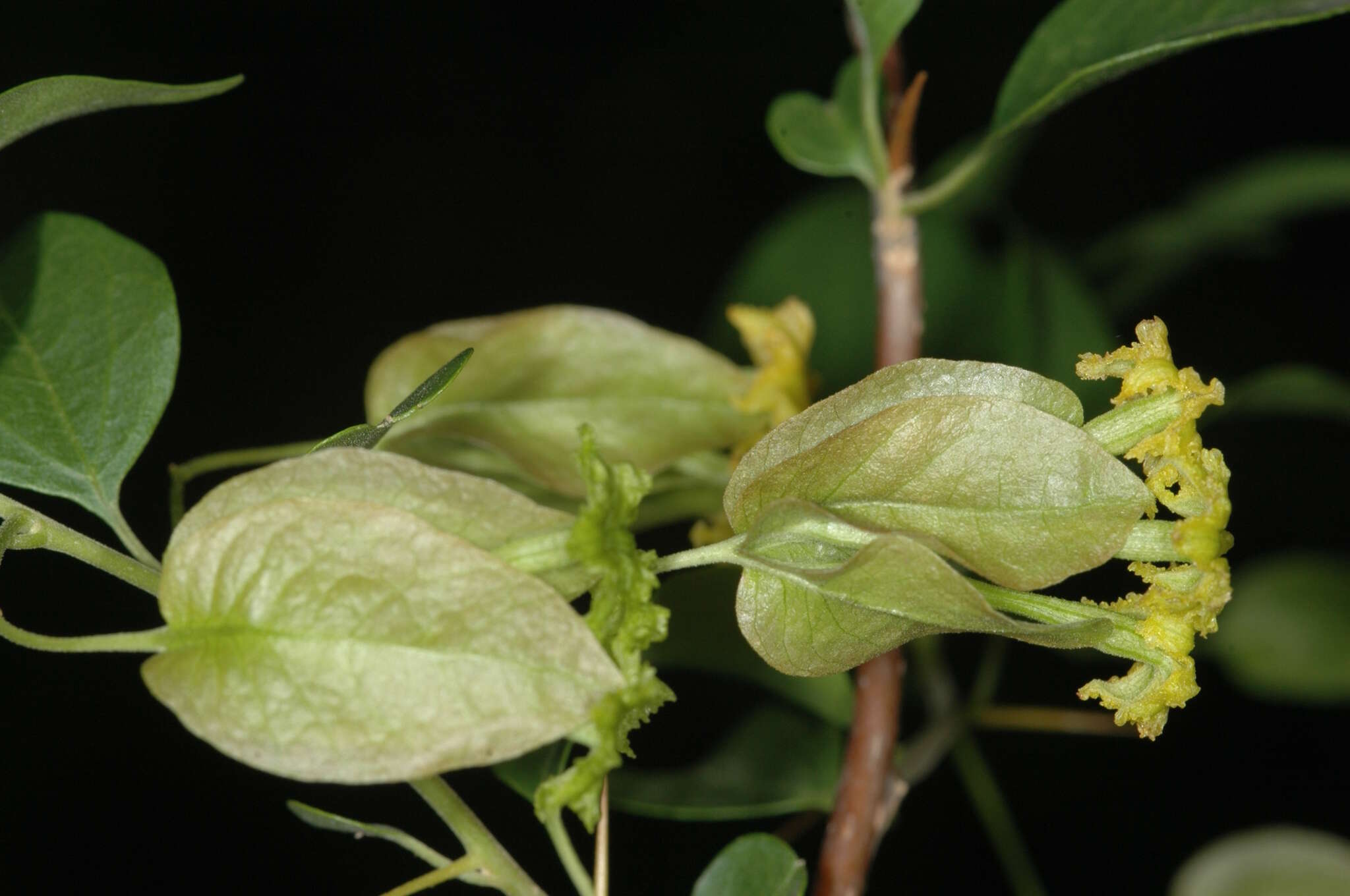 Слика од Bougainvillea stipitata Griseb.