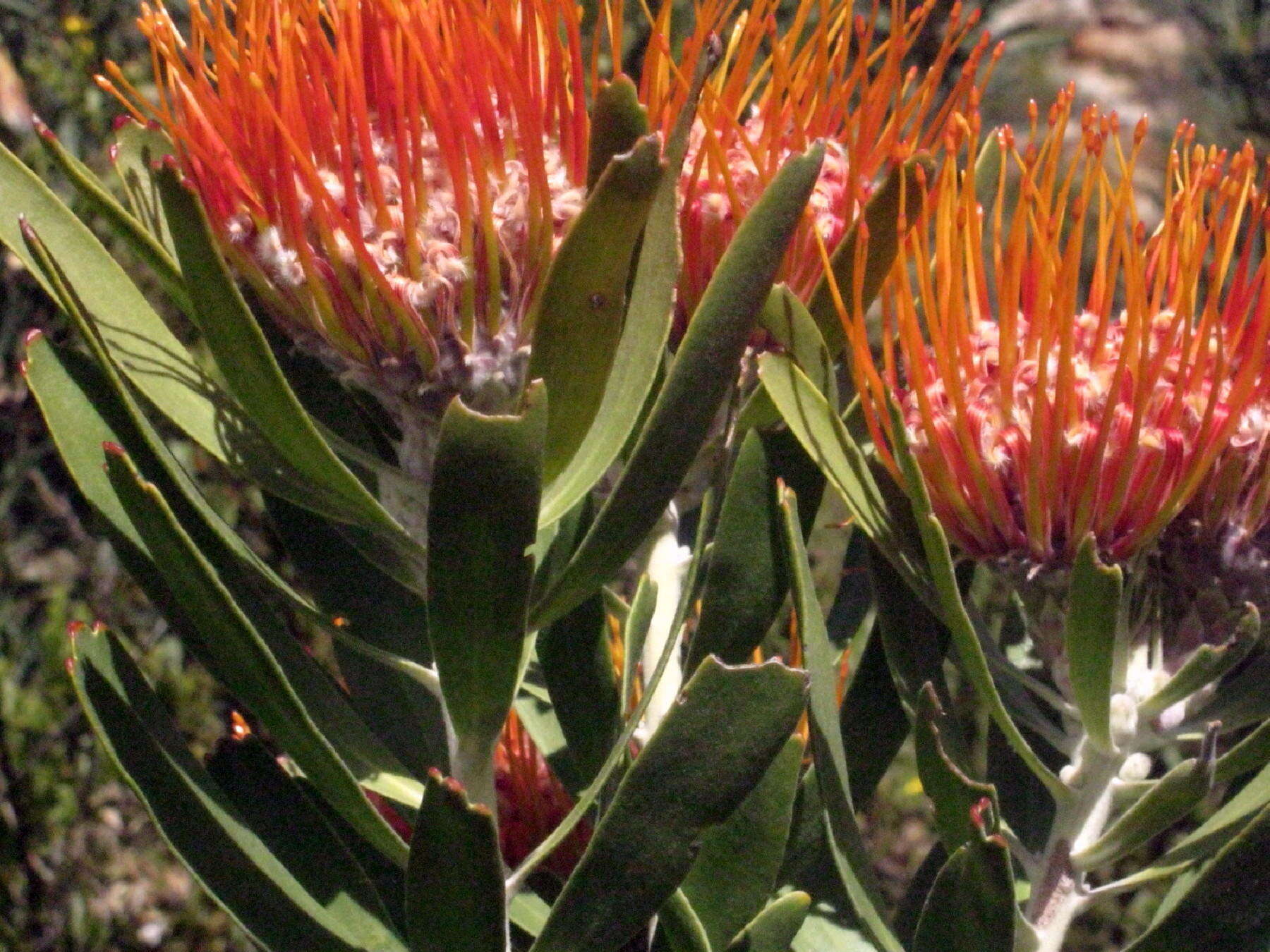 Image of Leucospermum erubescens Rourke